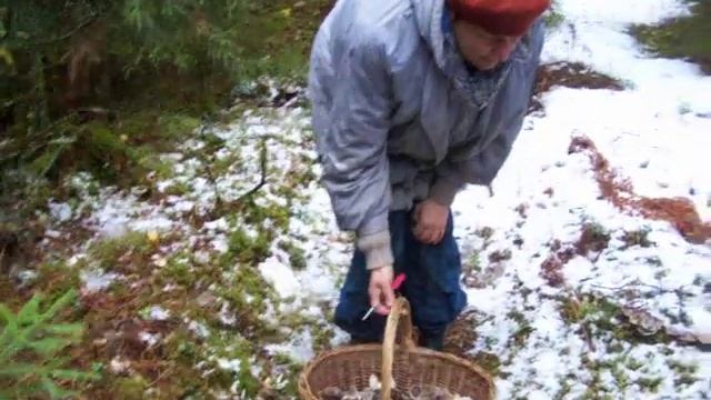 Пять вёдер грибов из-под снега. Сбор серых рядовок