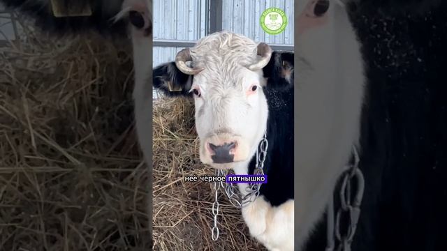 Про корову Марту