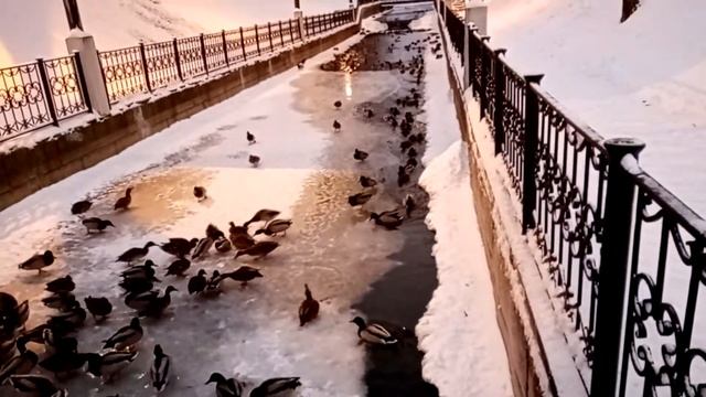 Утки в Райском саду(Пермь, Мотовилиха)