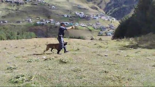 Вот, как дресеруют собак