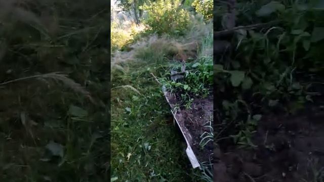 Приехали на дачу. 6-30 утра.