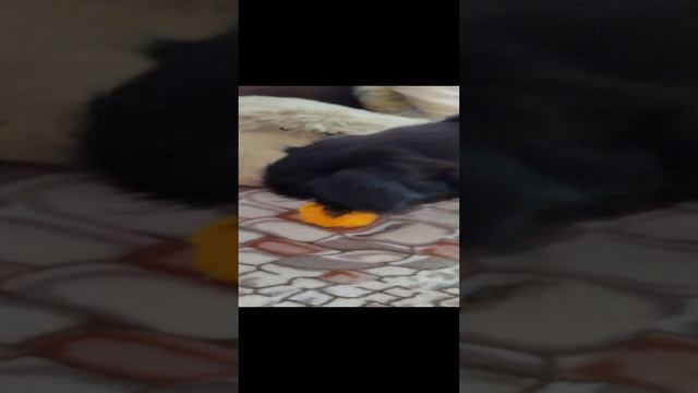 Убер кушает абрикос