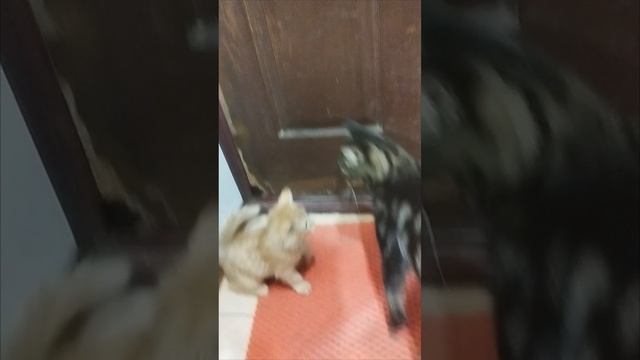 Босс! Продолжает отгребать !!!