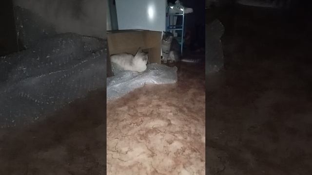котики 🐈🐈🐈🐈