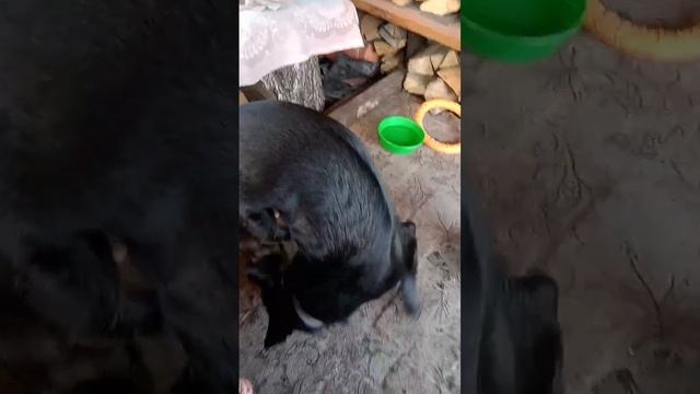Прохожу курсы по запутыванию в поводке и распутыванию из него... ;-)