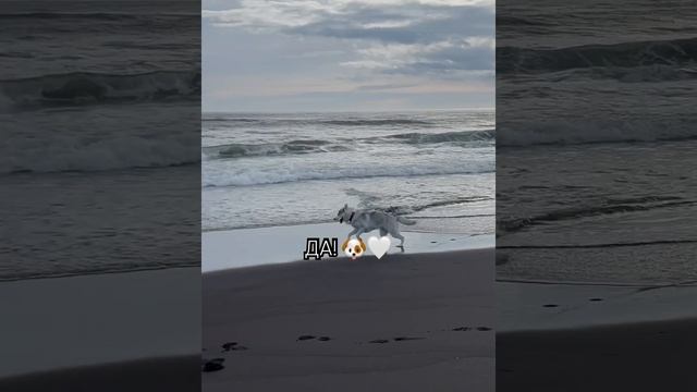 моё пушистое счастье  #хаски #хаскищенки #хаскисозданыдляласки