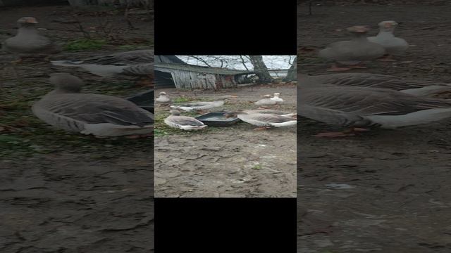 Гуси - ноябрь - вода