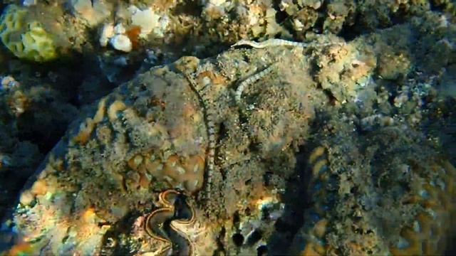 Морские иглы (лат. Syngnathus) .Греются на солнышке.