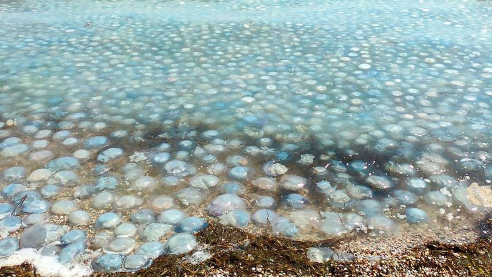 Аномальное нашествие медуз в Балаклавской бухте в Крыму: море стало похоже на кисель