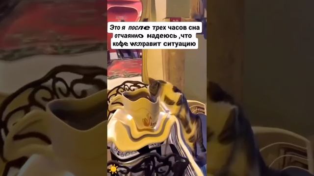 Одна история дня ! Позитив! Милые котики🐱Юмор