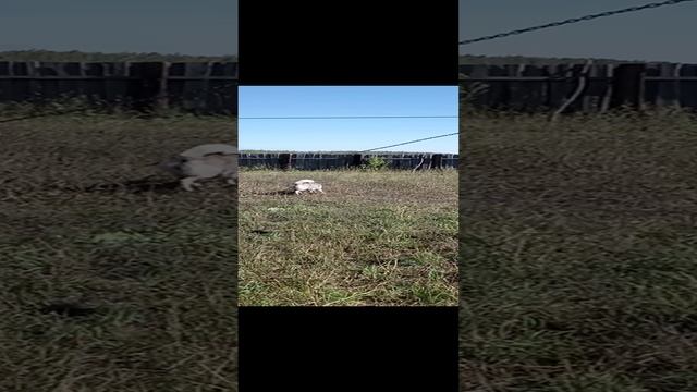 Притравка ЗСЛ