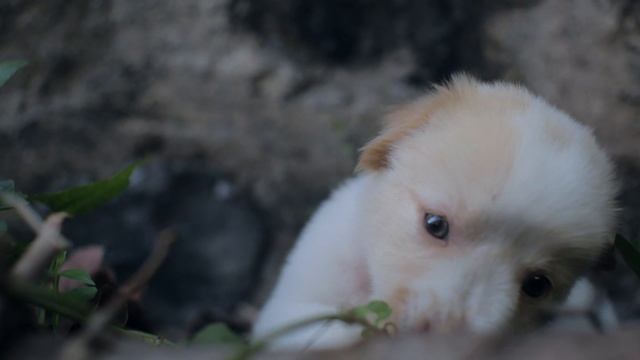 11622182-hd_1920_1080_30fps