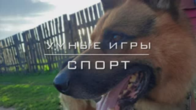 Собака-напарник по спорту.