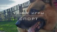 Собака-напарник по спорту.