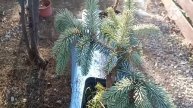 Новые хвойные. Ель сербская пендула брунс, Ель Зе Блюз.