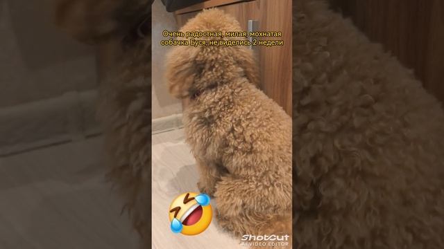 РУС: Собачка Буся спустя 2 недели после вылета в Таиланд 🇹🇭
