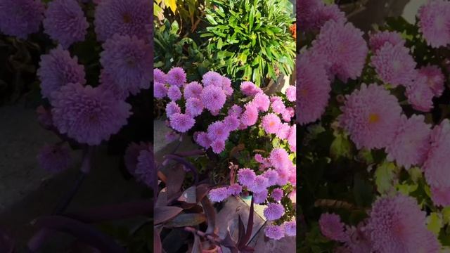 КРЫМ! Мой бал хризантем в Алупке! ноябрь 2024