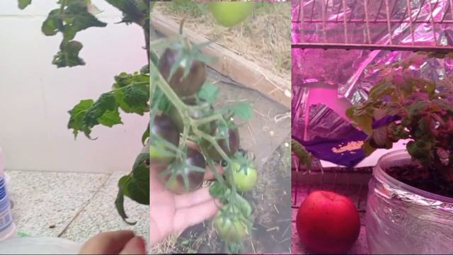 СУПЕРРАННИЕ ГИБРИДЫ ТОМАТОВ НА СЕЗОН 2025🧅👍👍👍