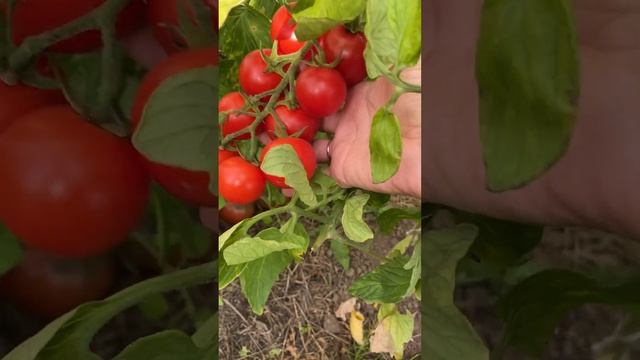 Урожай томатов в сентябре!#shorts #tiktok #томаты#урожай