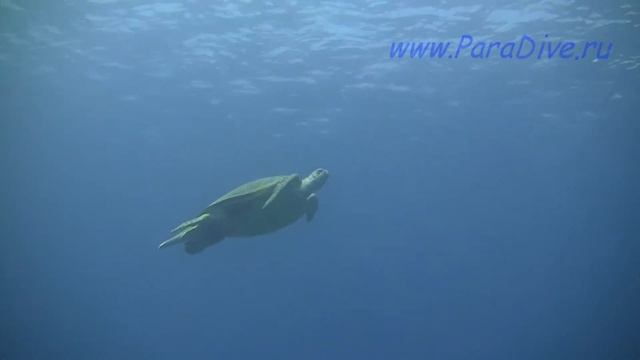 Brothers underwater