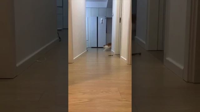 Тыг дык дык 🤪