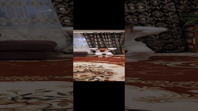 Приседания