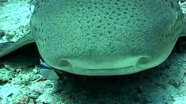 Thailand underwater 2 - leopard shark, ets...