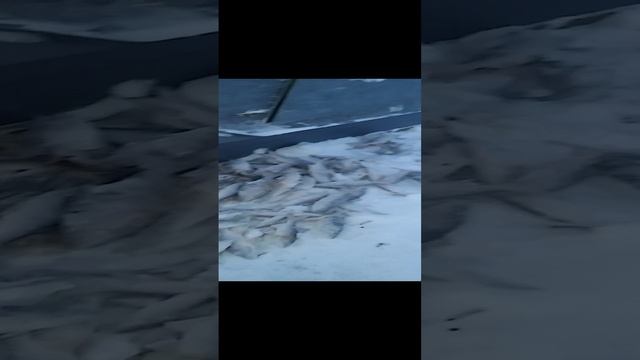 Зимняя рыбалка в Нарьян-Маре