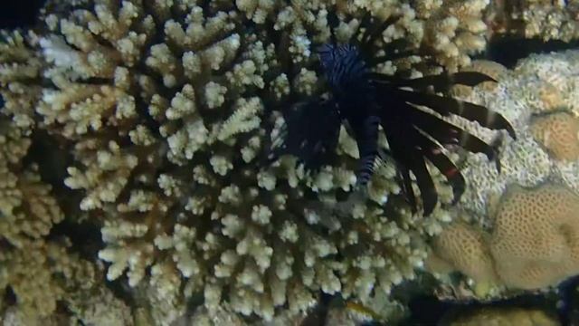 Lion fish black.