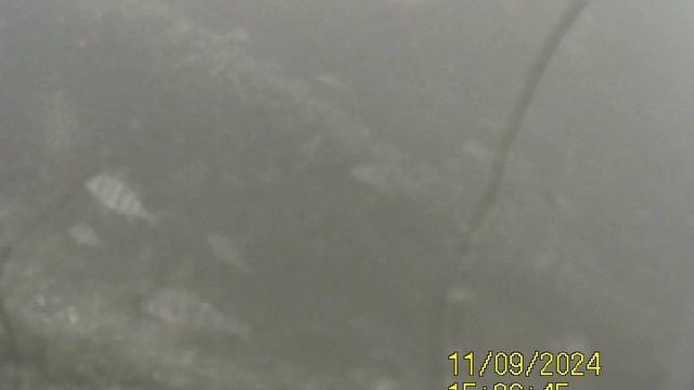 1000031738.mp4Волга гл.4м.09.11.2024г.