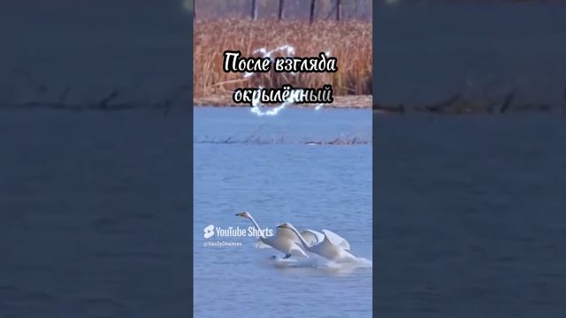 Хочешь солнцем в небе стану стихи читает автор В. Дмитриев #поэзия #love #чувства #верность #shorts