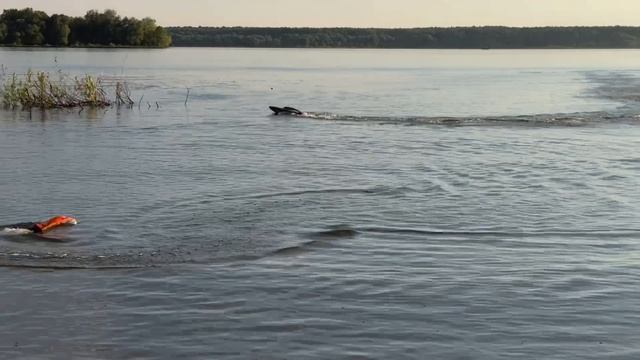 Вспоминая лето.   Катеристы🥹. Traxxas m41, proboat