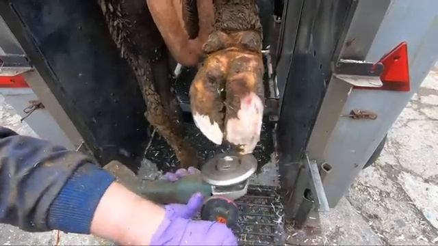 BIGGEST COWS HOOF yet on The Hoof GP | can she ever walk properly? | The Hoof GP