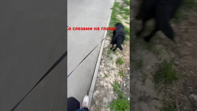 Прогулка со слезами на глазах. Просится на ручки #лабрадор#той#собаки #shorts