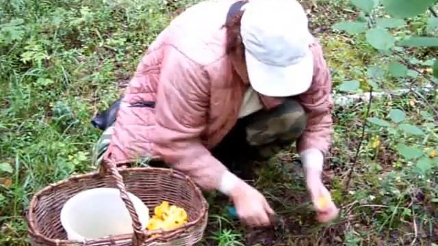 Грядки с лисичками.  Не поиск, а просто резка.