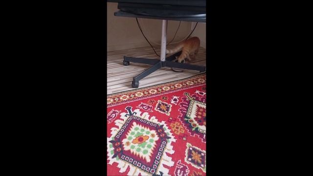 #Кот #Котёнок #Фокс