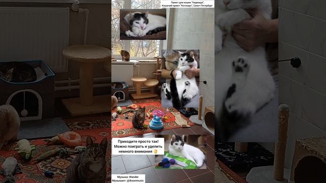 котики ждут в гости 🐾