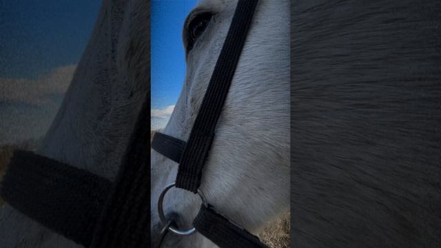 Это невероятные животные🐴💞