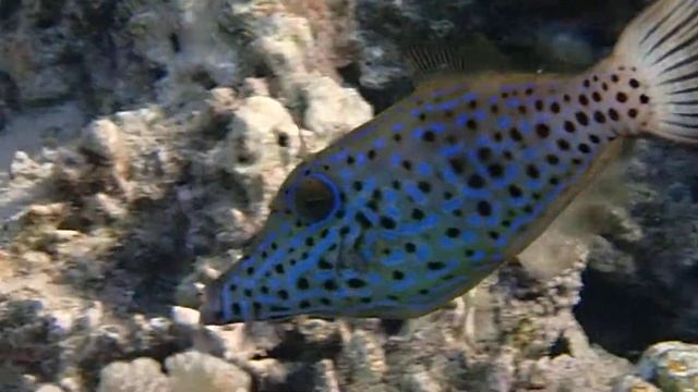 Aluterus scriptus - Расписной алутер - Scrawled filefish
