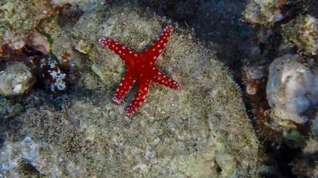 Морская звездочка с изящной ножкой.