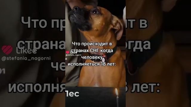 пес дуй