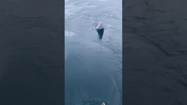 Моряки подкармливают кита  полосатика