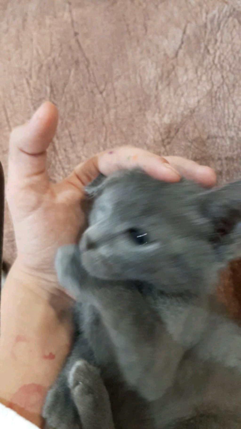 кажется лягушонок с ума сошел