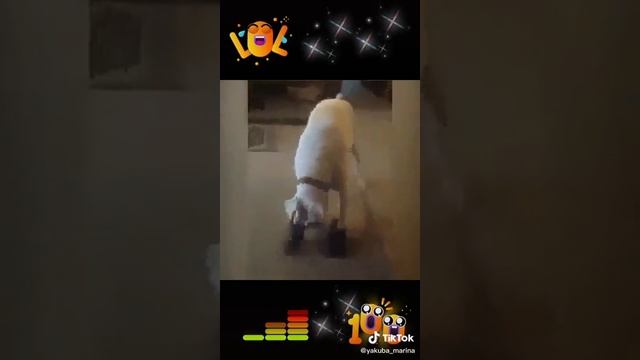 самоходный пес