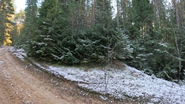 г. Тотьма лесная