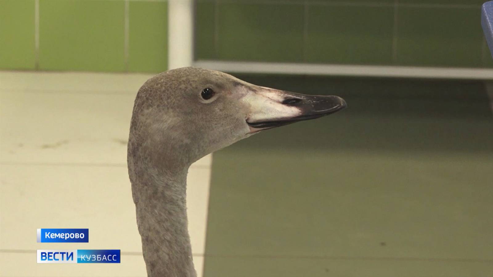 Спасти лебедя: отставшую от стаи птицу перевезут из Кедровки на Алтай