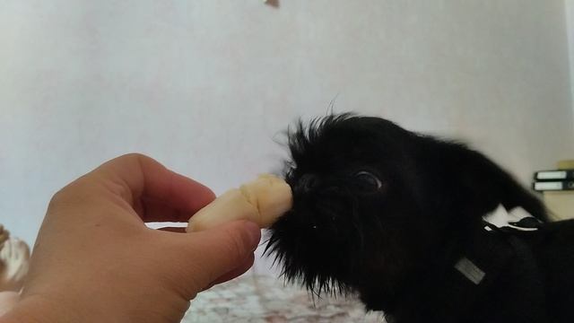 Собака Убер кушает банан