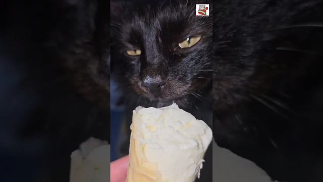 Ребята от души посмаковали мороженкой за Ваше Здоровье 🍦😽❤️