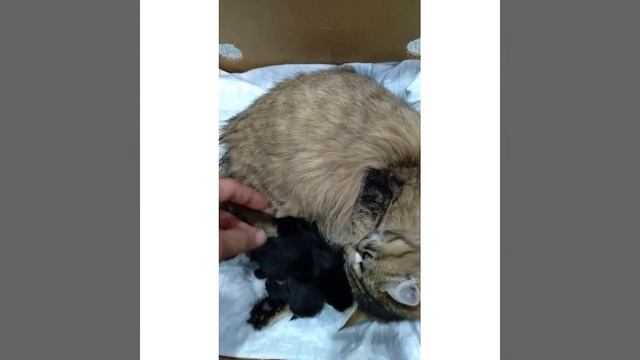 Кошка стала мамой для крольчат