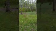 Первоцвет вокруг